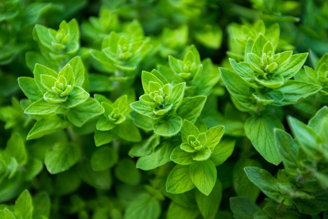 Green oregano, wild oregano